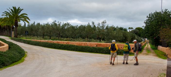 Links de Monterosa olijfbomen plantage