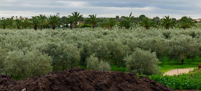 Monterosa olijfbomen plantage