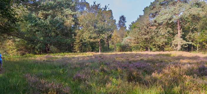 Heide op NTKC kampeerterrein Masterveld