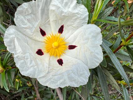 Cistus