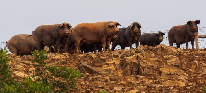 De zwarte varkens in Malhada do Peres