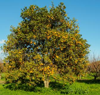 Sinasappelboom