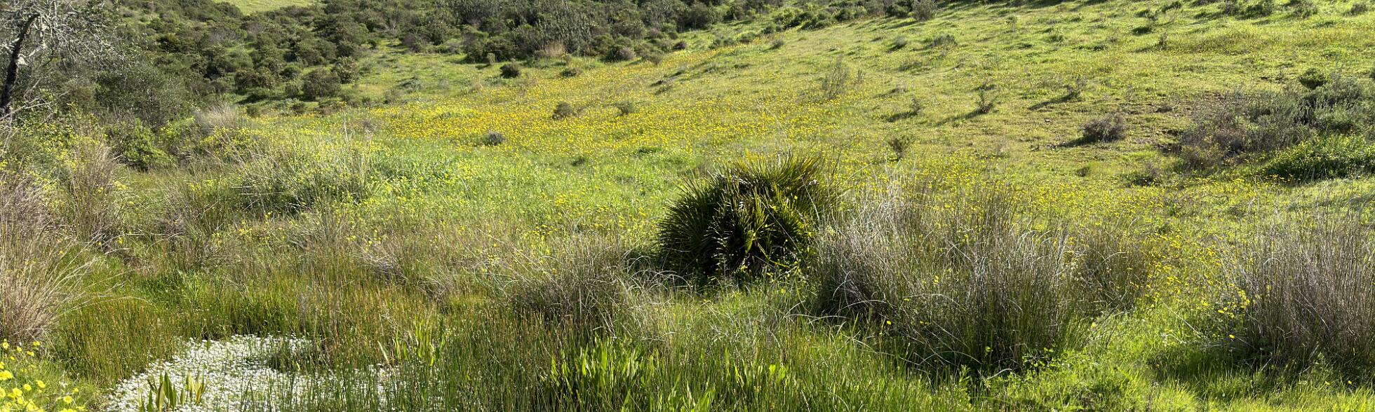 Klik om de knoppen te tonen of te verbergen