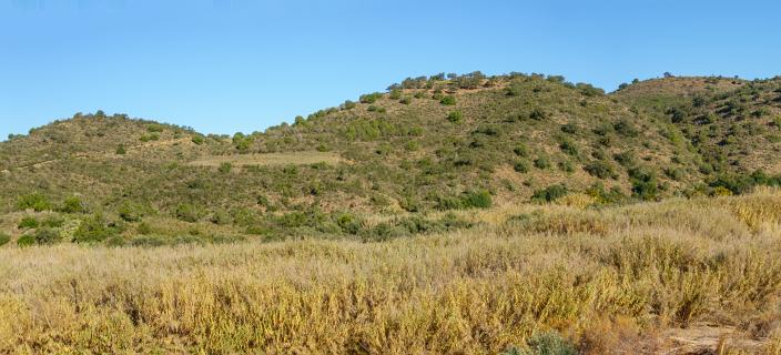 Foupane dal