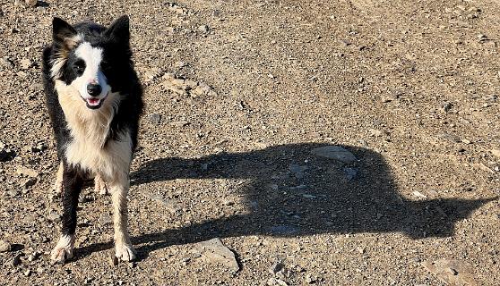 Geen herder wel een hond als leider