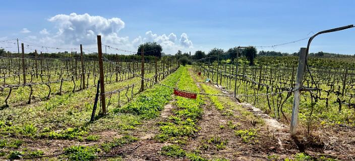 Quinta de Amoreira