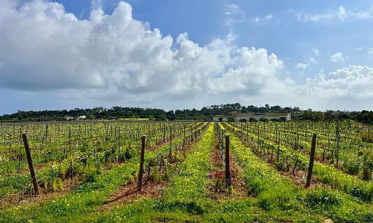 Quinta de Bacus