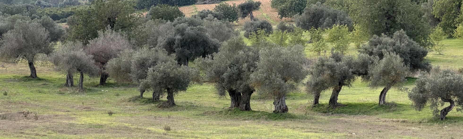 Klik om de knoppen te tonen of te verbergen