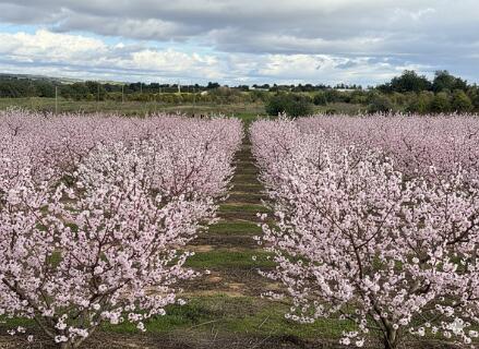Idem met bloesem toegevoegd via AI