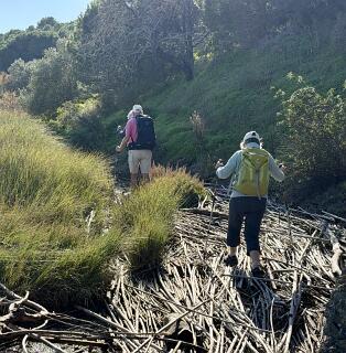 Veel aangespoeld riet