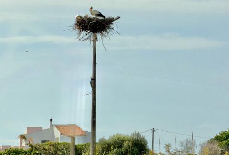 Ooievaars op de  Fuseta west  route