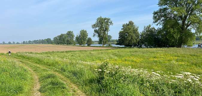 De wandeling gaat daar linksaf langs de Maas