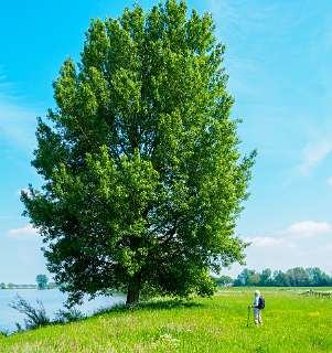 We struinen langs de Maas terug naar Megen