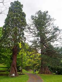 Twee Sequoya's in de voormalige camping rond het kasteel