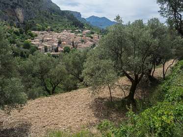 Moustiers Sainte-Marie<br>Rond Moustiers staan veel olijfbomen