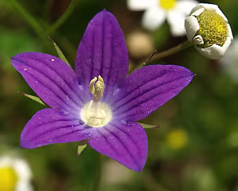 Campanula