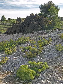 Euforbia's op Mt Roudi