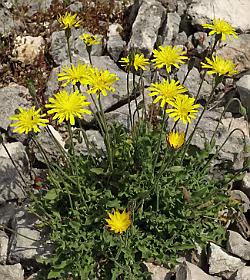 Geel Streepzaad / Crepis