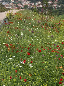 Kleurige berm voor Dedrinata