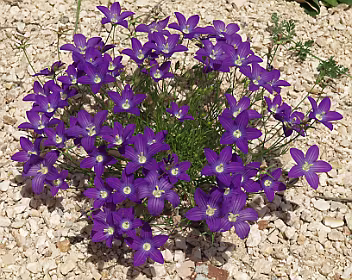 Campanula