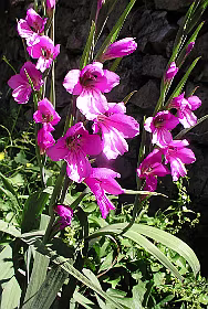 Italiaanse zwaardlelie