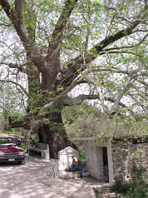Grootste plataan van Samos in Nikoloudes