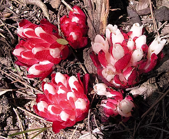 Roze Hypocist paraciet