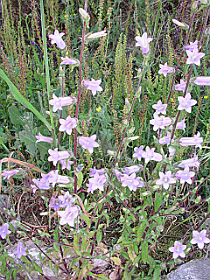 Campanula's