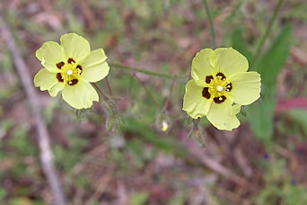 W 4 door het Ambelos gebergte