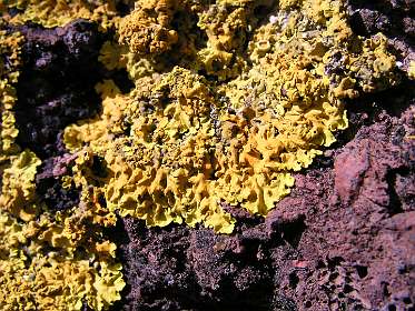 Fraai gekleurd mos op de lava stenen