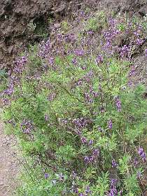 Canarische Lavendel / Lavandula multifida canariensis