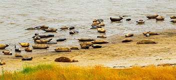 Alleen bij hoogwater liggen de zeehonden achter de Zeehondenkijkwand