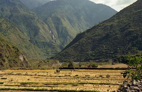 Het oogsten van de rijst in Jhartare voor Tatopani