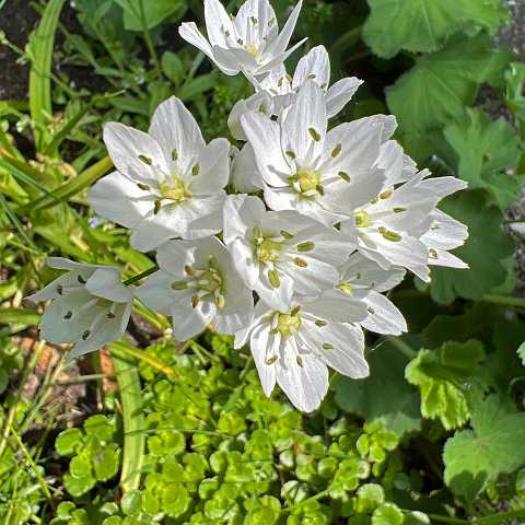 17: Allium_neopolitanum-1<br>Allium neopolitanum /  Bruitsuitje / Napels knoflook