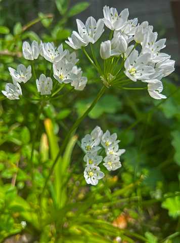 16: Allium_neopolitanum-3<br>Allium neopolitanum /  Bruitsuitje / Napels knoflook