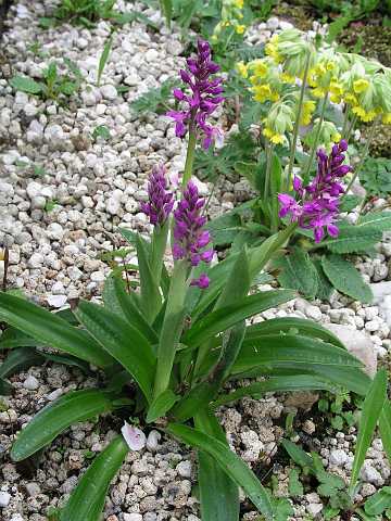 263: OrchisPB4301142<br>Orchis