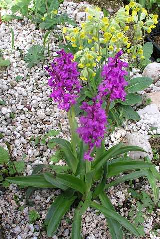 264: OrchisPC5041189<br>Orchis