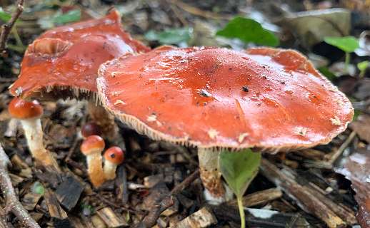 Lertiomyces ceres