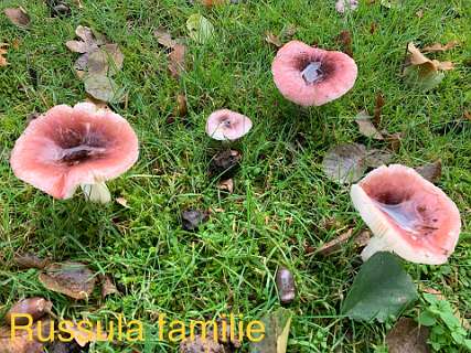 Russula sanguinea