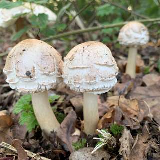 Chlorophyllum brunneum