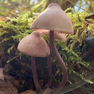 Grote bloedsteelmycena