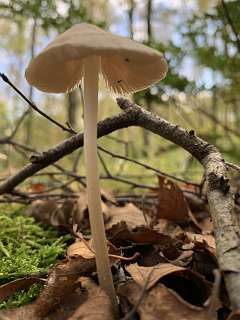 Psathyrella longipes