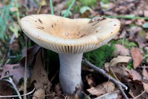 Geelwitte russula