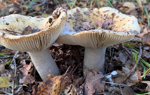 Russula brevipes