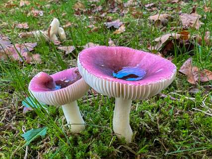 Broze Russula