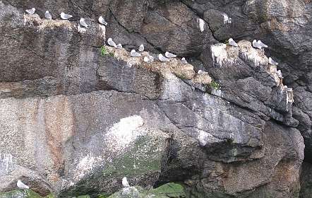 Meeuwen in de rotsen bij Nusfjord