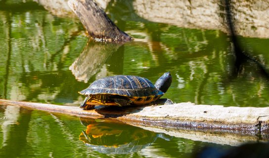 In de vijver van de Gravenallee leven Schildpadden