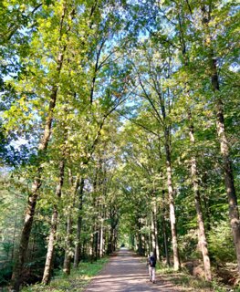 Terug in het Nijreesbos