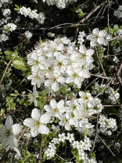 7: IMG_6230<br>Prunus cerasifera / Kerspruim