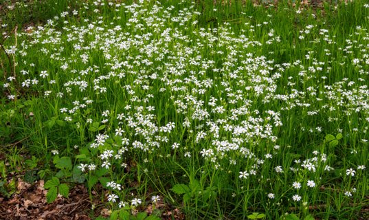 Akkerhoornbloem